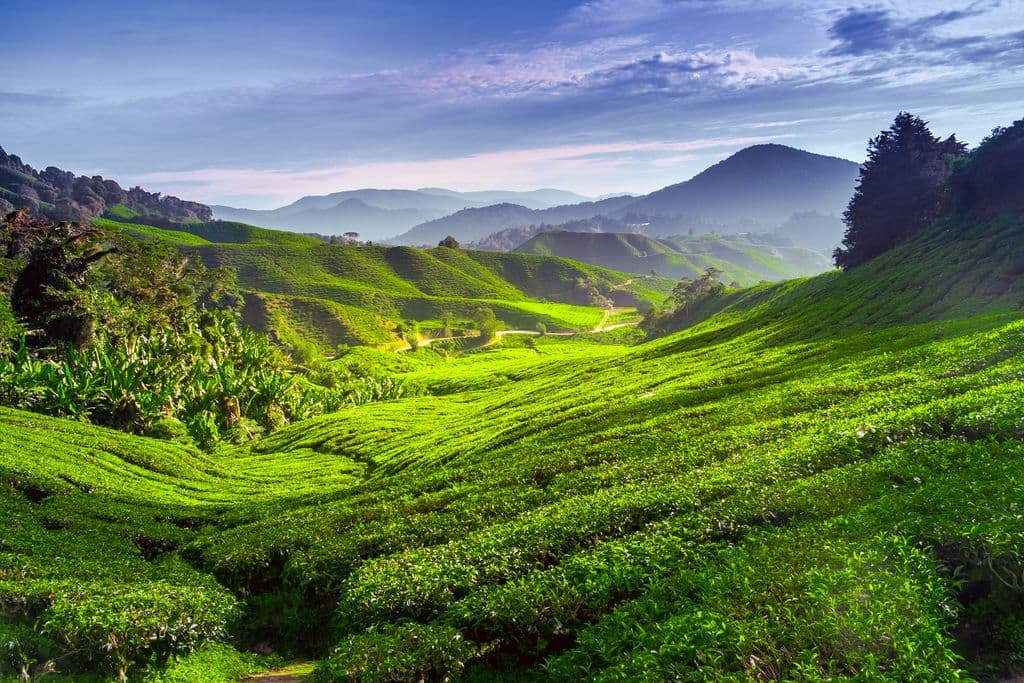 Cameron Highlands